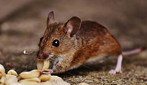24 Hour & Emergency Exterminators in El Dorado Hills, CA